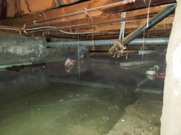 Best Flood restoration services  in Monona, WI